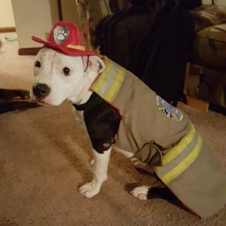 Щенок, едва выживший после пожара, вырос и стал пожарной собакой