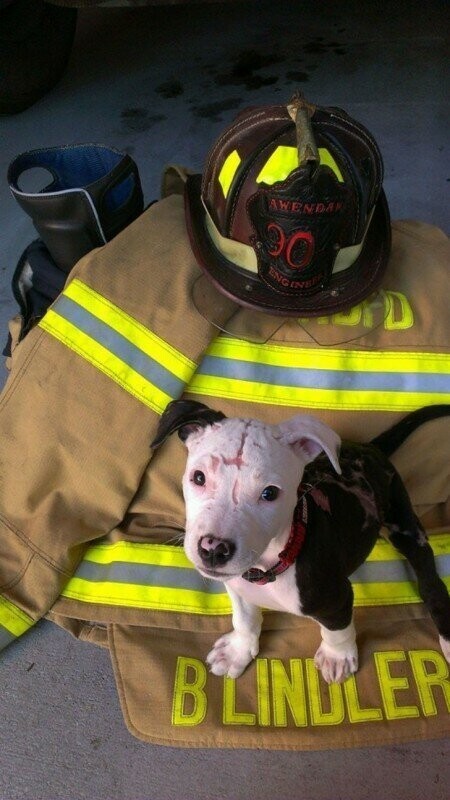Щенок, едва выживший после пожара, вырос и стал пожарной собакой