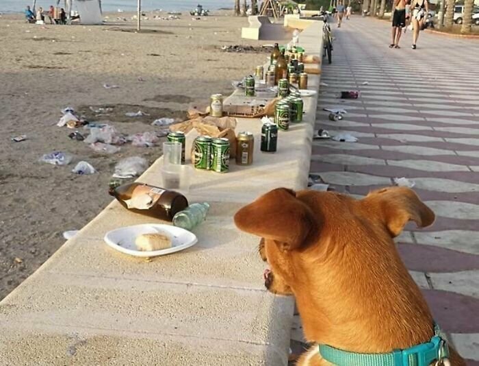 3. Собак не пускают на пляж из-за того, что они могут устроить беспорядок