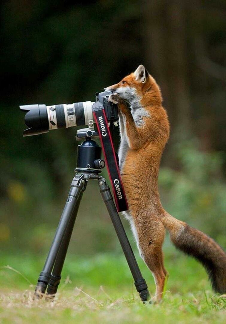 Лучше фотографа дикой природы, может быть только дикий фотограф
