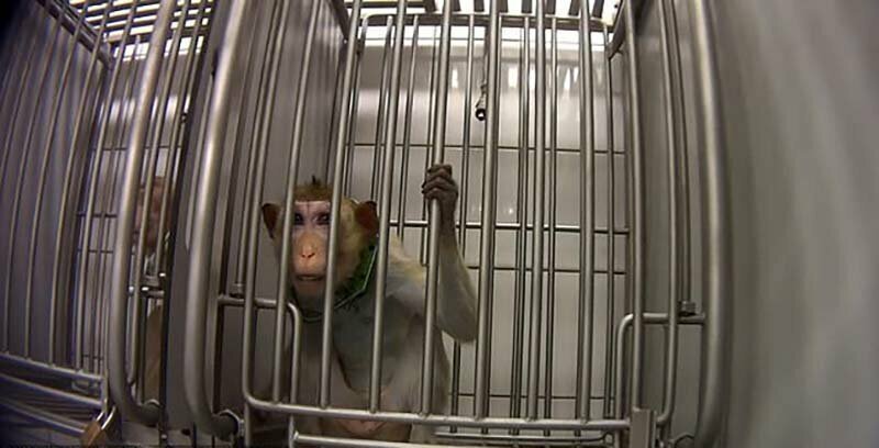 В Сети всплыли кадры с привязанными обезьянами, снятыми в немецкой лаборатории