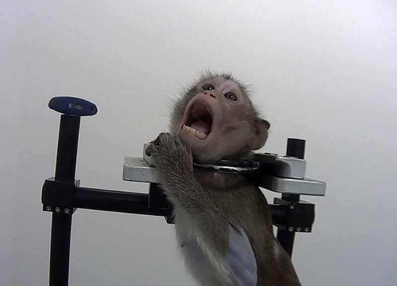 В Сети всплыли кадры с привязанными обезьянами, снятыми в немецкой лаборатории