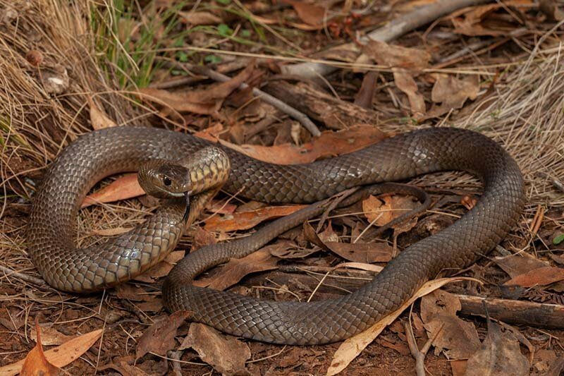 Шагающие по тропинке дети даже не подозревали, что всего в нескольких сантиметрах от них находилась очень ядовитая змея