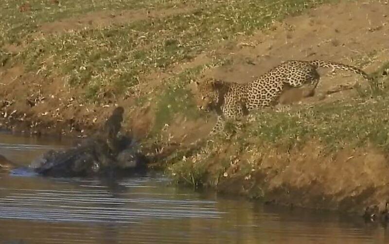 Голодный леопард попытался ограбить крокодила в африканском заповеднике