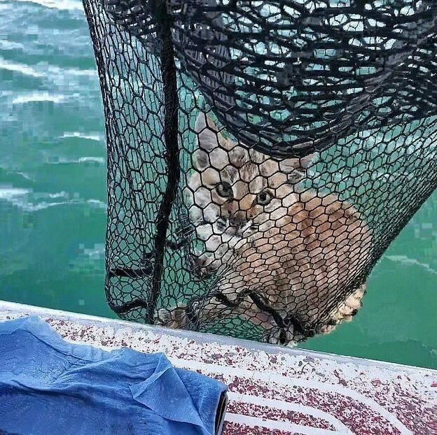 Посреди озера Флатхед рыбаки увидели тонущую рысь