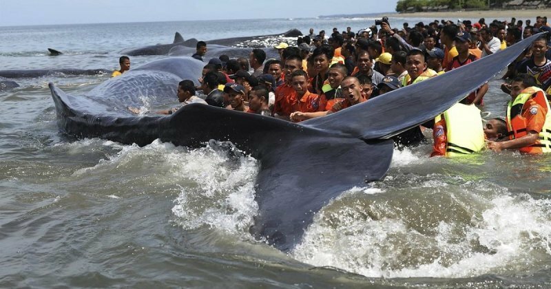 В Индонезии спасают прибившихся к берегу китов