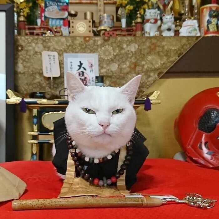 Коюки - самая популярная кошка храма