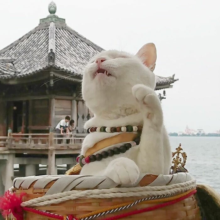Храм кошек "Мяу-Мяу" в Японии