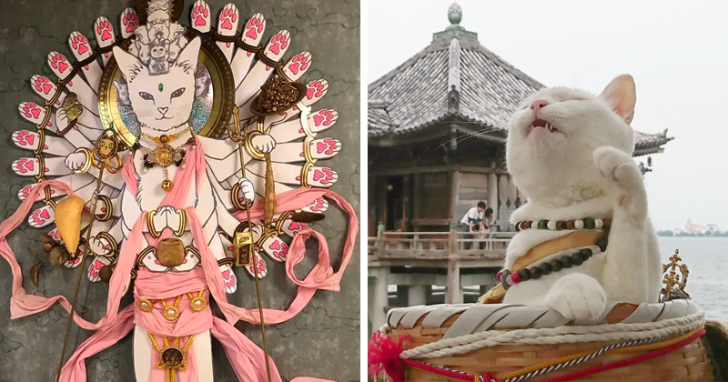 Храм кошек "Мяу-Мяу" в Японии