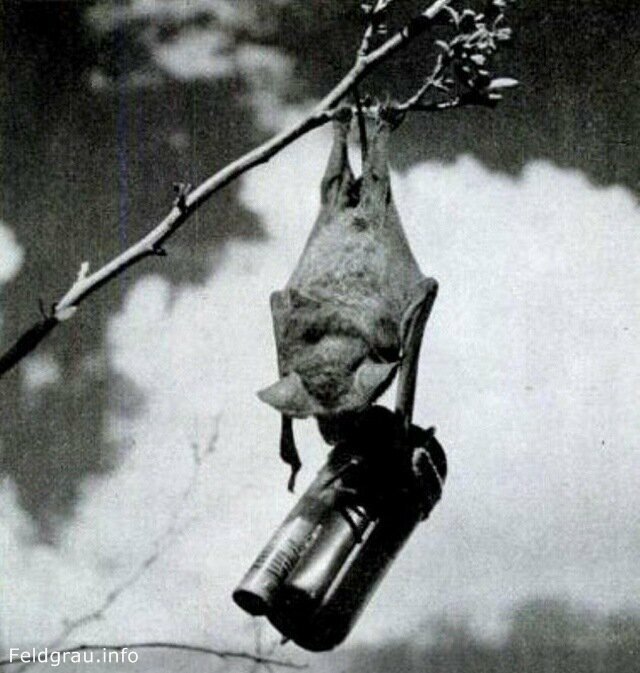 Во время Второй мировой войны американский изобретатель предложил использовать летучих мышей в качестве живых бомб. 