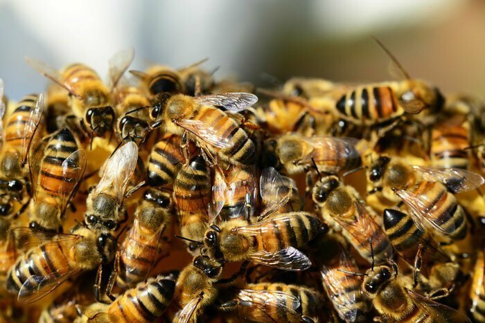 Пчелы признаны самыми важными существами на Земле