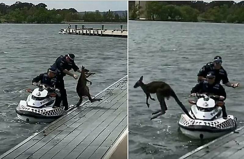 Полицейские спасали, спасали и наконец спасли упрямого кенгуру, не желающего покидать озеро в Австралии  