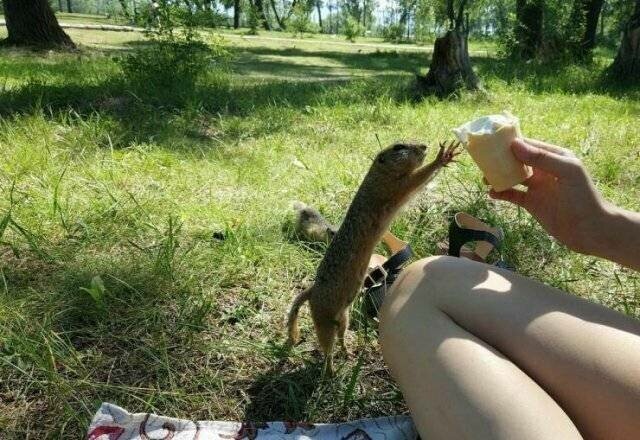 Фотоподборка со всякими зверушками