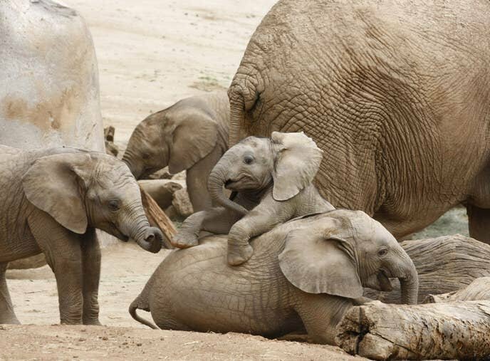 При рождении слоненка все стадо трубит, празднуя появление нового члена