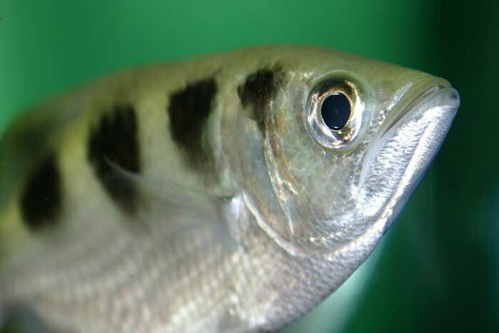 Некоторые аквариумные рыбки способны распознать лицо хозяина