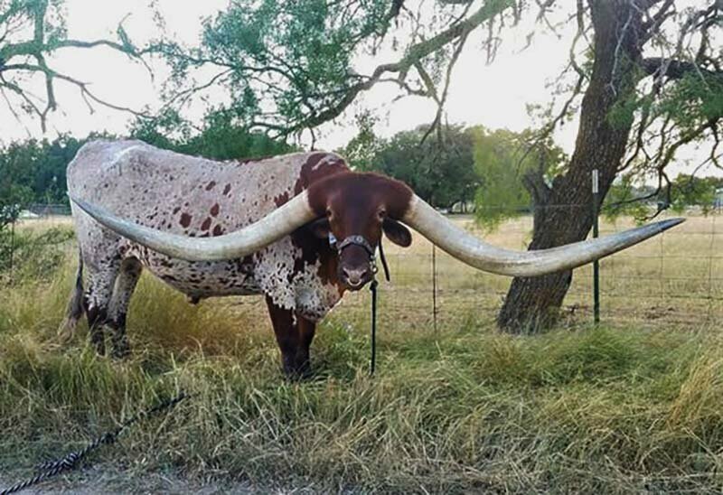 Техасский лонгхорн установил новый мировой рекорд по длине рогов