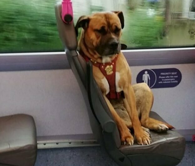 Брошенный пёс, в поисках хозяина, совершил путешествие на автобусе в Британии