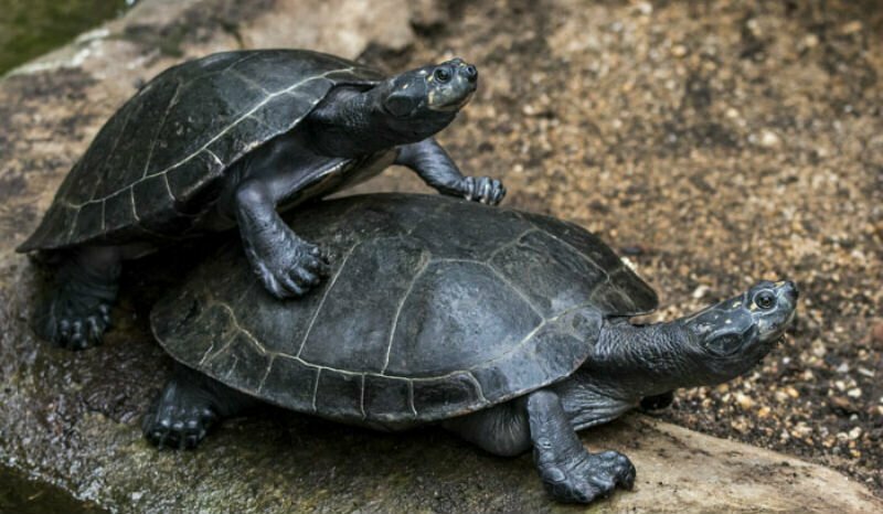 «Черепахи очень громко спариваются. Очень» и другие откровения работницы зоопарка о животных