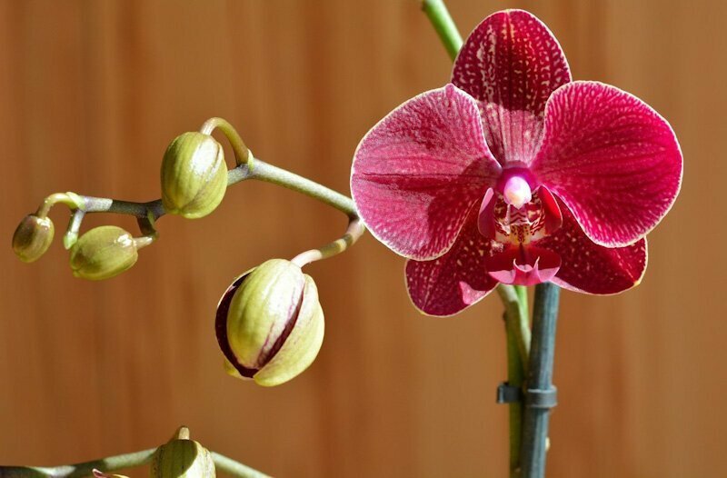 Орхидея и бутоны
