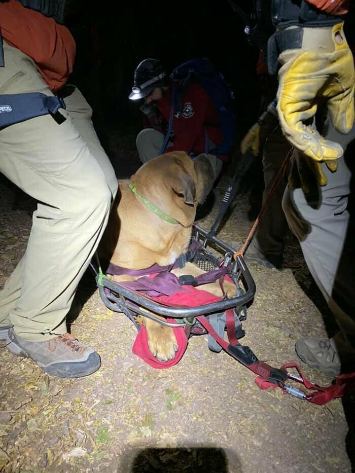 Впервые в своей практике спасатели оказывали помощь псу, а не человеку
