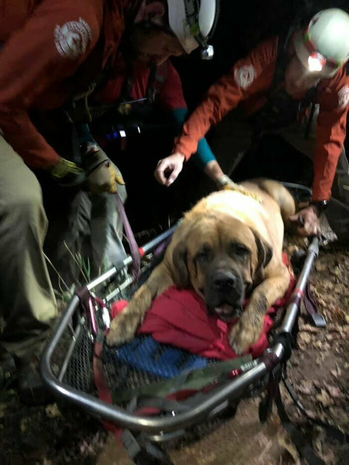86-килограммовый пес вскоре выбился из сил и уже не мог самостоятельно спуститься