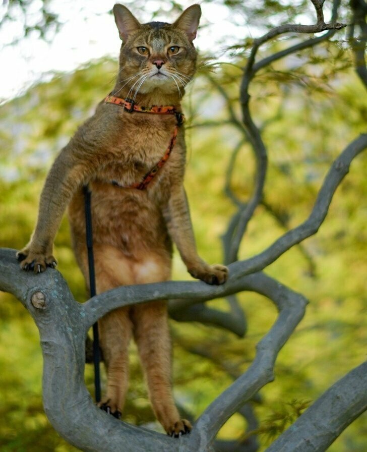 Кошки — прирожденные фотомодели: это факт, не требующий доказательств