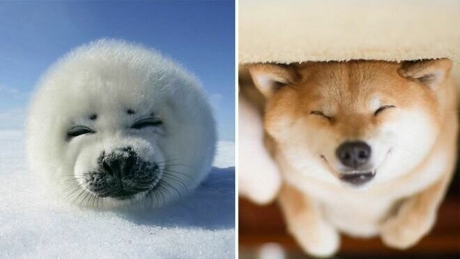 25 милых фото, которые убедят вас, что собаки и тюлени — родственники