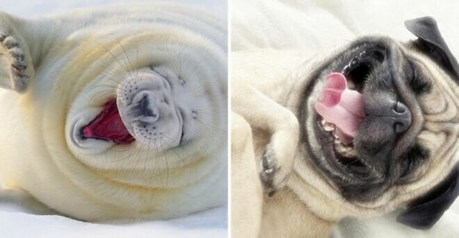 25 милых фото, которые убедят вас, что собаки и тюлени — родственники