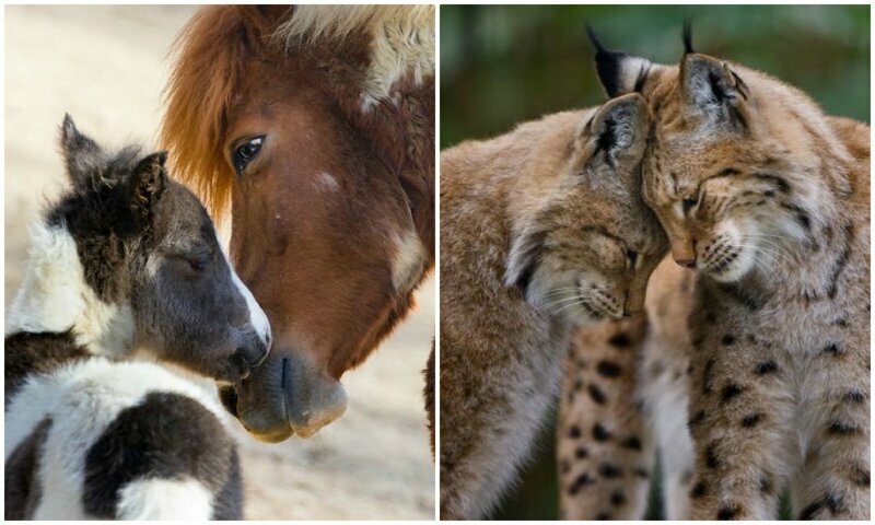 30 трогательных фотографий о том, как умеют любить животные