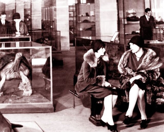 Американский музей естественной истории, 1928 год 