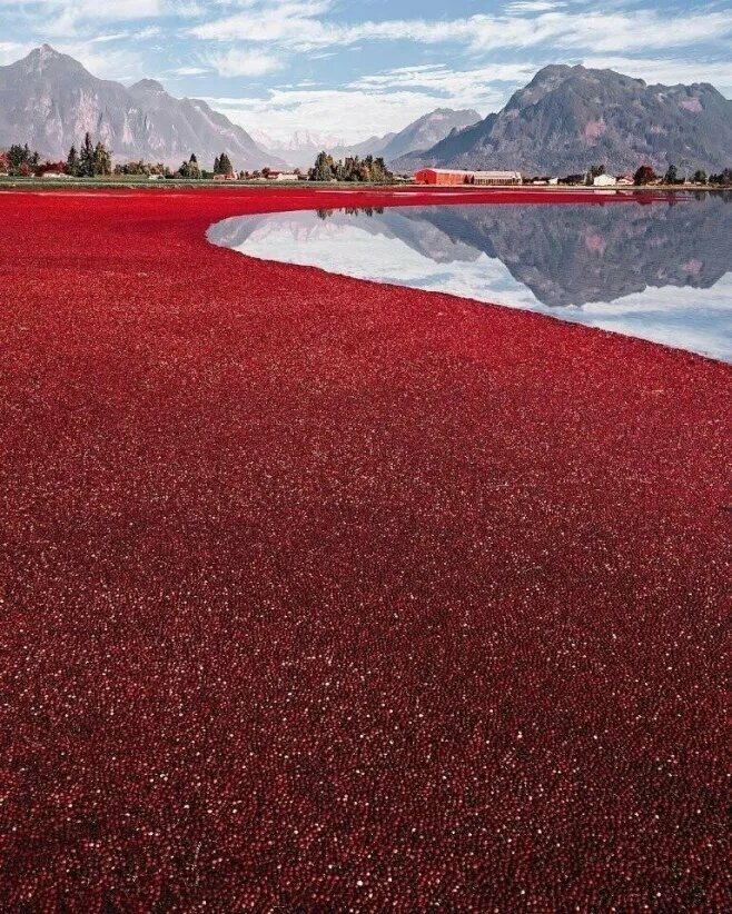 Это неземное озеро - просто сбор урожая клюквы в Канаде