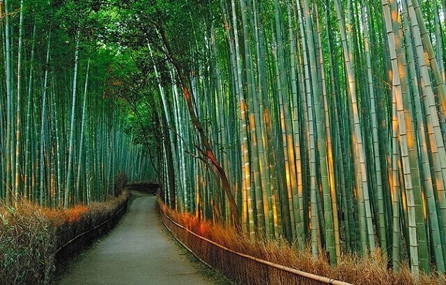 Бамбуковый коридор, Киото (Япония)