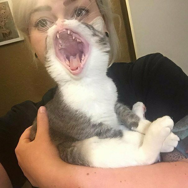 18 смешных котиков, которые всей душой ненавидят делать селфи с хозяевами
