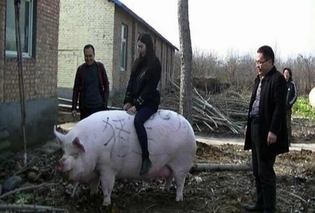 В Китае начали растить свиней размером с белого медведя?