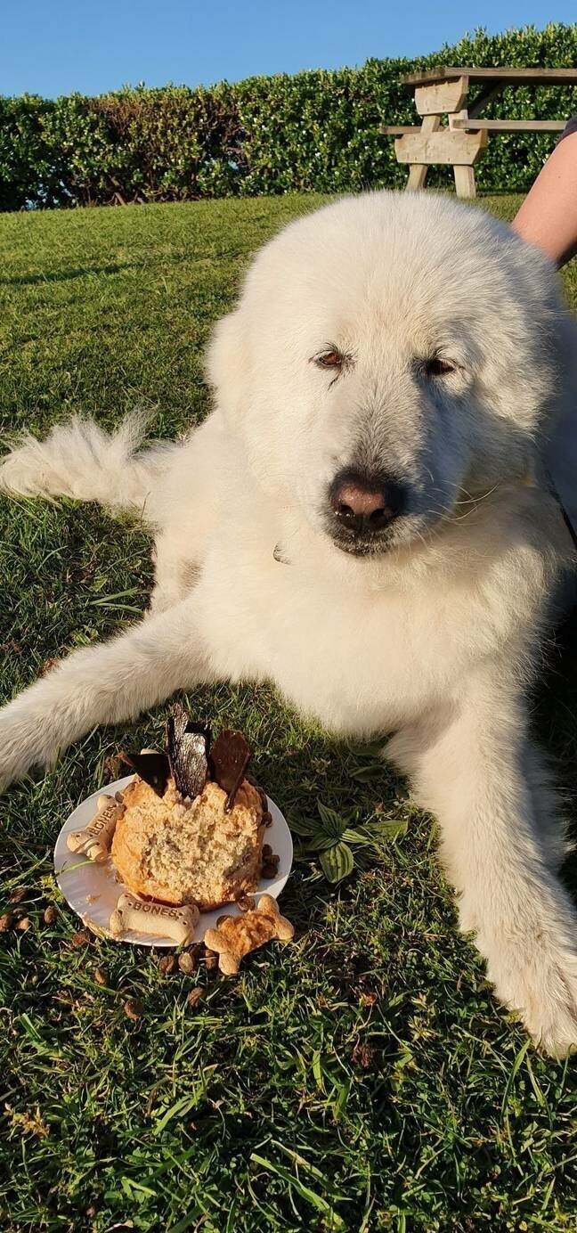 Она даже получила собачий праздничный торт, чтобы отпраздновать