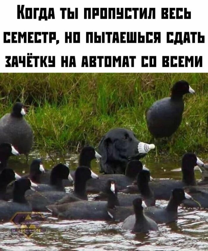 Намешалось