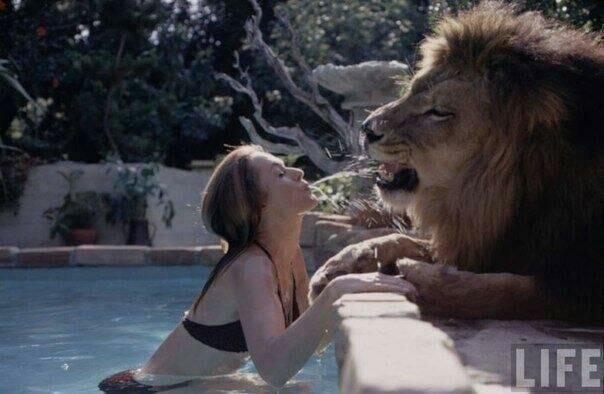 Типпи Хендерн и ее домашний лев в 70-е.