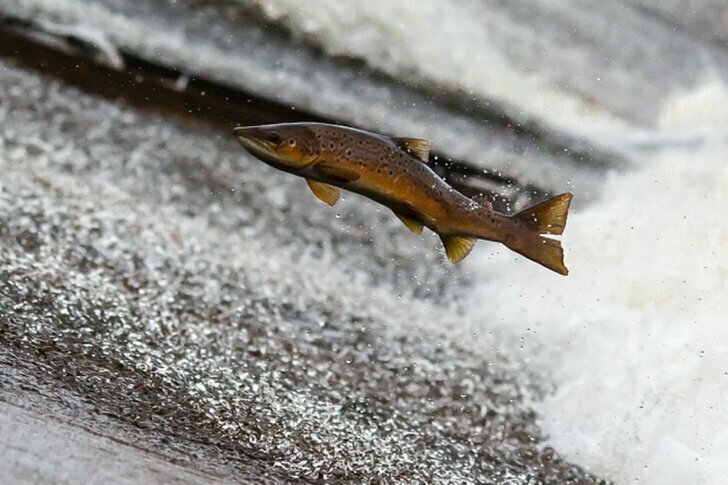  Мальков редкого лосося выпустили в реку Мзымта в Сочи