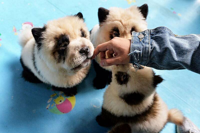 В Китае щенков чау-чау покрасили, превратив в панд