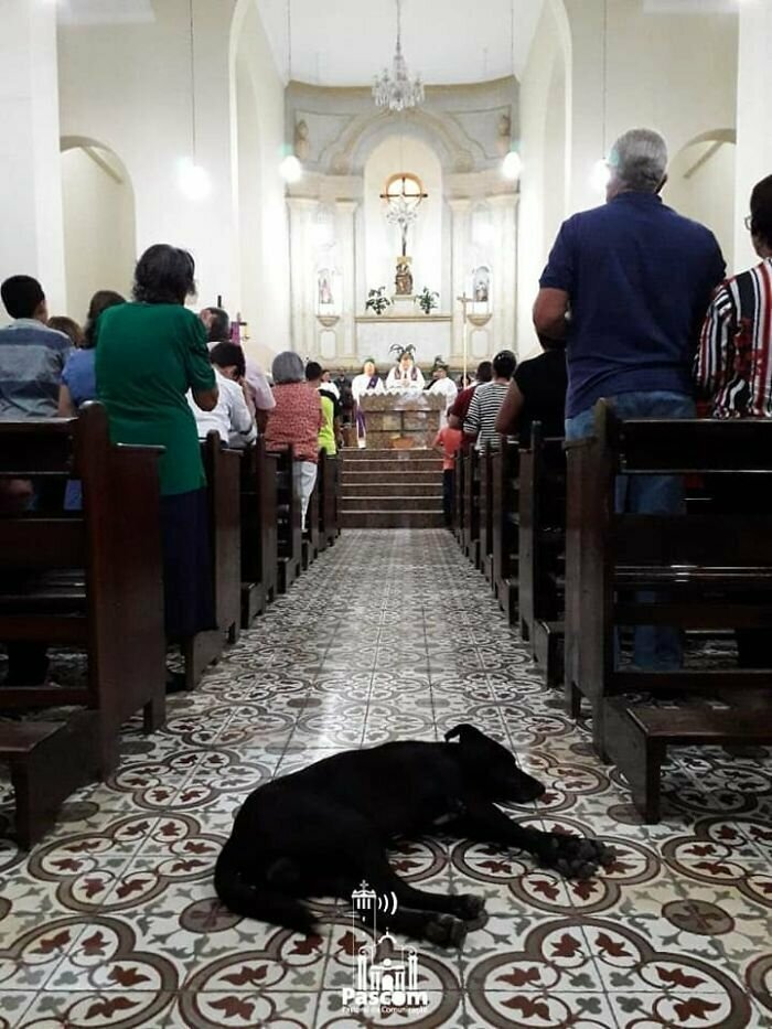 Добрый пастырь устроил в церкви собачий приют