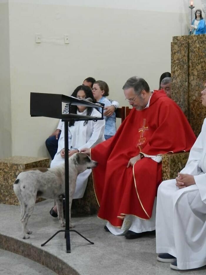 Добрый пастырь устроил в церкви собачий приют
