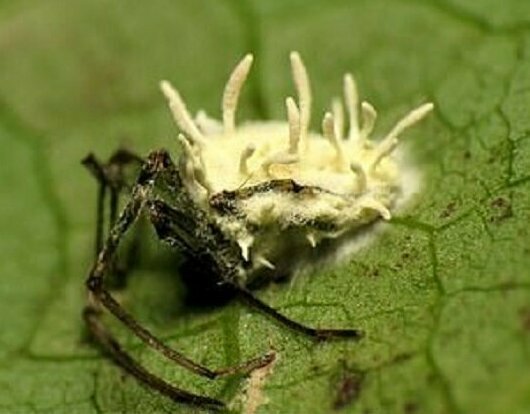 На снимке грибок Gibellula поглощает паука в парке Рок-Крик, Вашингтон, США