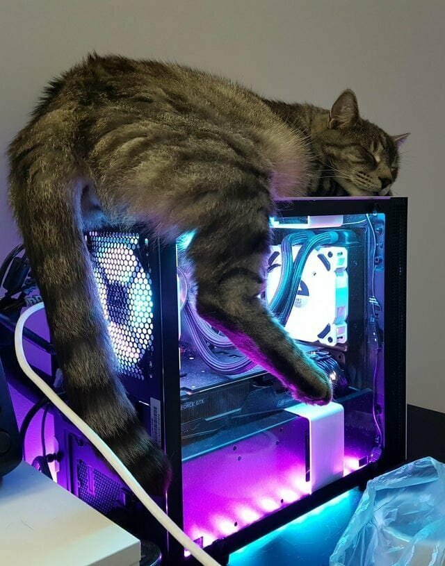 10. Компьютерный кот