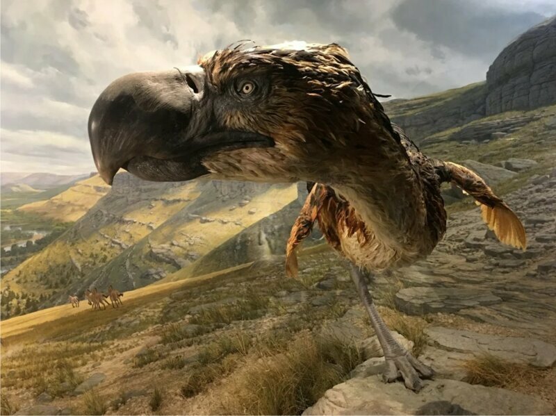 Ученые обнаружили, что за детьми древних людей охотились гигантские птицы