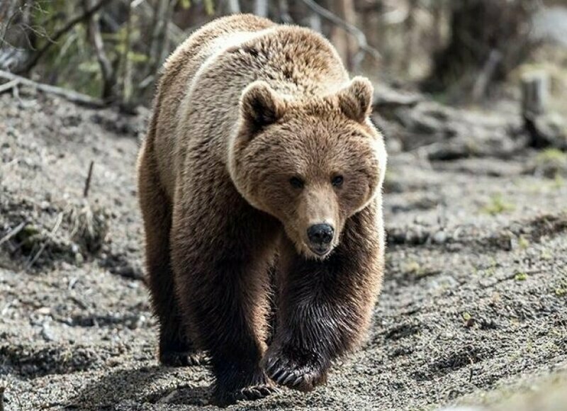Россиянам дали рекомендации на случай встречи с медведем