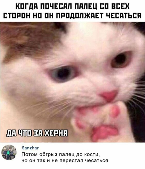 Прикольные и смешные картинки