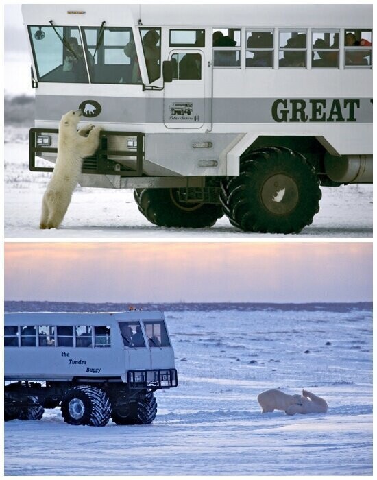 The Great White Bear Tundra Lodge: мобильный отель для любителей белых медведей