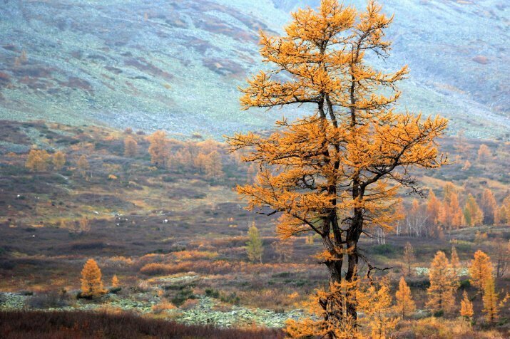 Осень в долине реки Малая Пайпудына