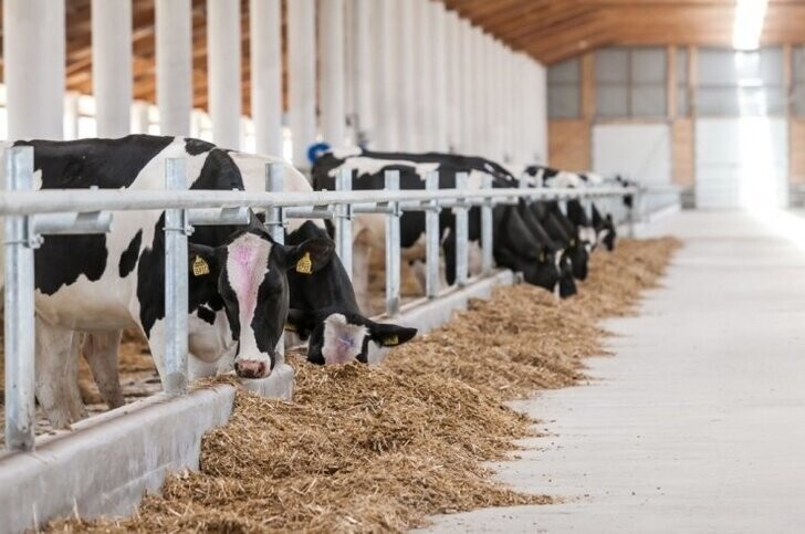 В Татарстане заложили первый камень в строительство роботизированного молочного комплекса на 2400 дойных коров