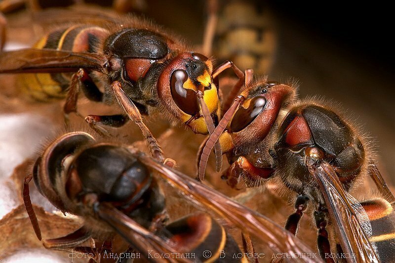 Шершень: 13 фактов из жизни насекомого